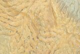 Pennsylvanian, Fossil Microbial Mat - Oklahoma #133153-1